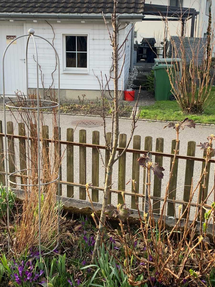 Tailler un pommier colonnaire Lubera