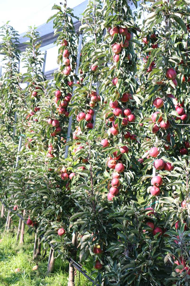 Tailler le pommier colonnaire Pommier colonnaire Malini Topmodel Lubera