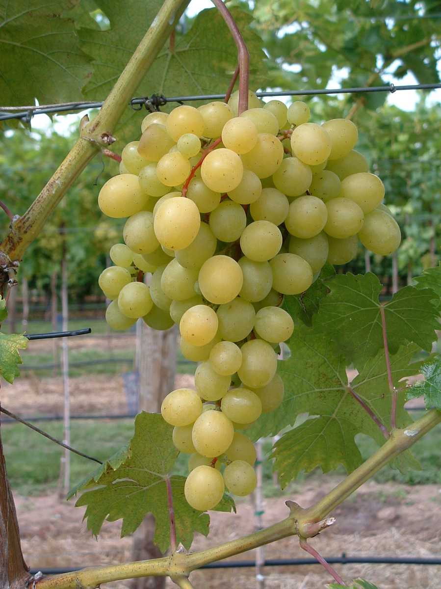 Magnifiques raisins Grosso Beautiful