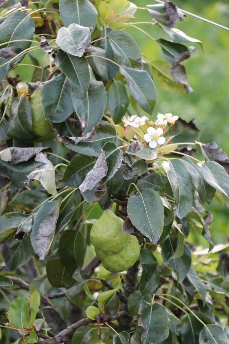 floraison précoce de fruitiers et d’arbustes baccifères Lubera