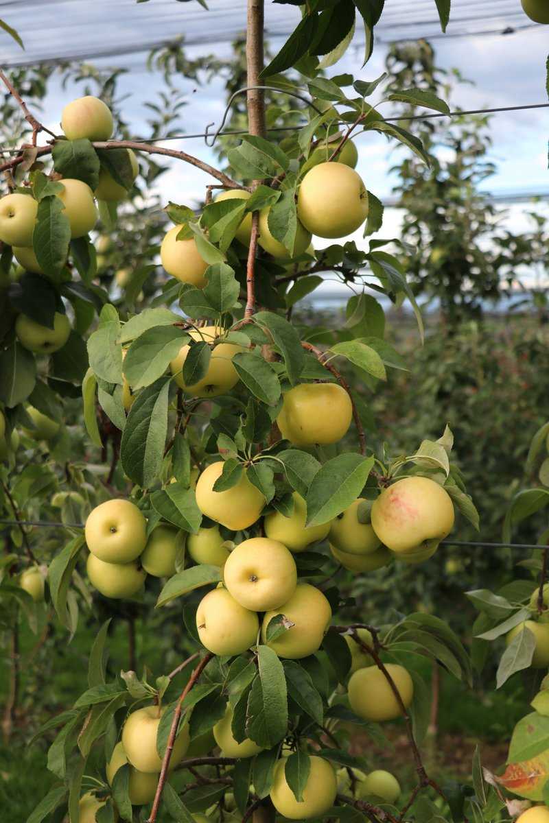 Quand les pommes sont-elles mûres récolte de pommes Lubera