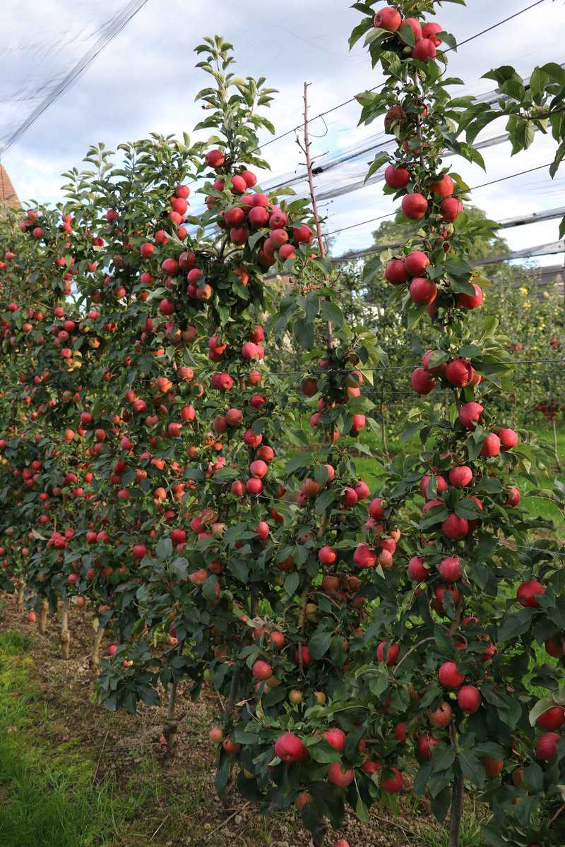 Quand les pommes sont-elles mûres récolte de pommes Lubera