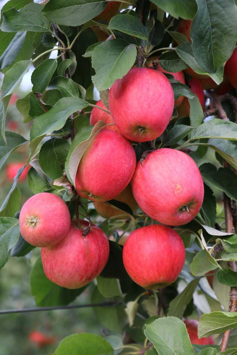 Quand les pommes sont-elles mûres ?