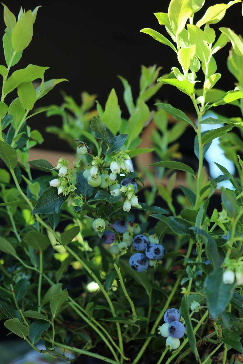 Cultiver des myrtilliers : une variété remontante avec des fruits fin juin