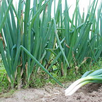 Graines de l�gumes d'hiver