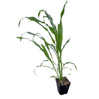 Zuckermais, Jungpflanzen im 1,3L-Topf, Visual Qualit�t