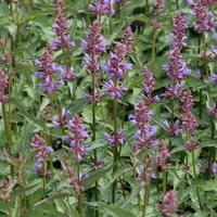 Vari�t�s d'agastache