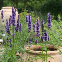 Agastache