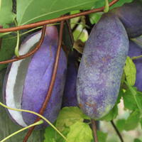 Ak�bie 'Chocolate vine'
