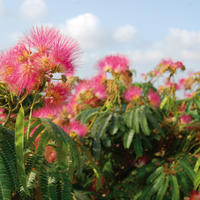 Albizia