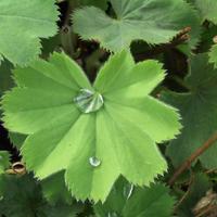 Vivaces de bassin, plantes aquatiques