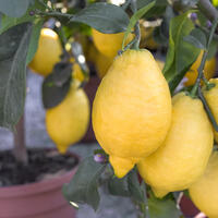 Citron d'Amalfi