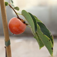 Kaki am�ricain