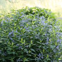 Amsonie, Amsonia