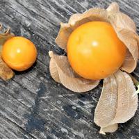 Physalis 'Biscuit'