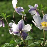 An�mone japonaise 'Wild Swan'