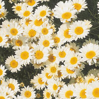Anthemis tinctoria