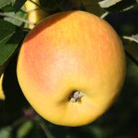 Pomme jaune - Bionda�