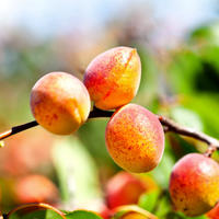 Abricot 'Bergeron'