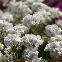 Arabis, corbeille d’argent 