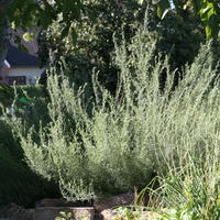 Herbe de cola