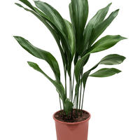 Plantes d'int�rieur non toxiques