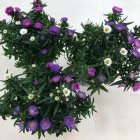 Aster grand d'automne