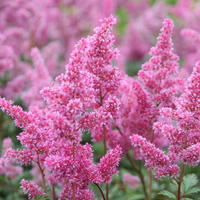 Astilbe