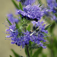 Caryopt�ris, barbe-bleue