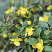 Epine-vinette (Berberis)
