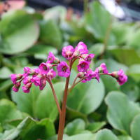 Bergenia
