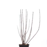 Blasenspiere 'Diabolo'�