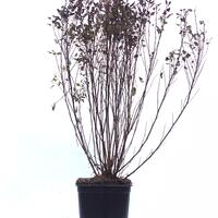 Blasenspiere 'Little Devil'