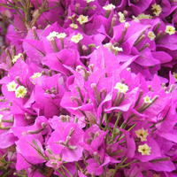 Bougainvillier