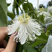 Fruit de la passion Cooltropics� 'Snowstar'�