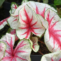 Caladium, Ailes d'anges