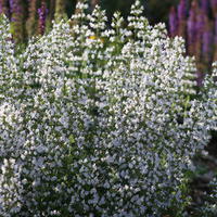 Calament nepeta - Calamintha