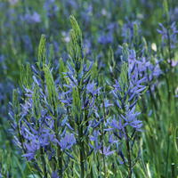 Camassia