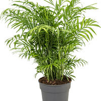 Palmiers d'int�rieurs