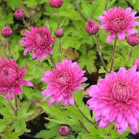 Chrysanth�mes