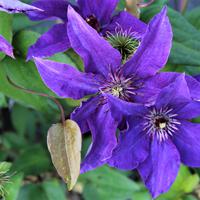 Cl�matite � grandes fleurs - floraison double