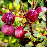 Canneberge, Cranberry Red Balloon