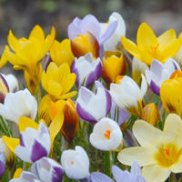 M�lange de crocus