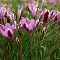 Petit Crocus ou Crocus tout-petit 'Spring Beauty'