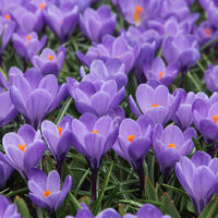 Crocus de Naples 'Grand Maitre'