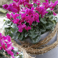 Cyclamens