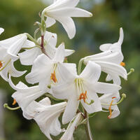 Lys de la madone, Lis blanc, Lis Candidum ou Lis de la Vierge