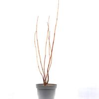 Hortensie 'Annabelle' im 5L Topf