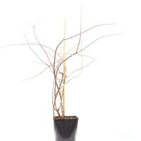 Perlmuttstrauch 'Rosea' im 5L Topf