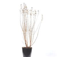 Bartblume 'Blue Balloon' im 5L Topf wei�er Hintergurnd